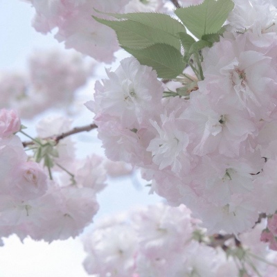 Furry角色比例设计FurryQQ群